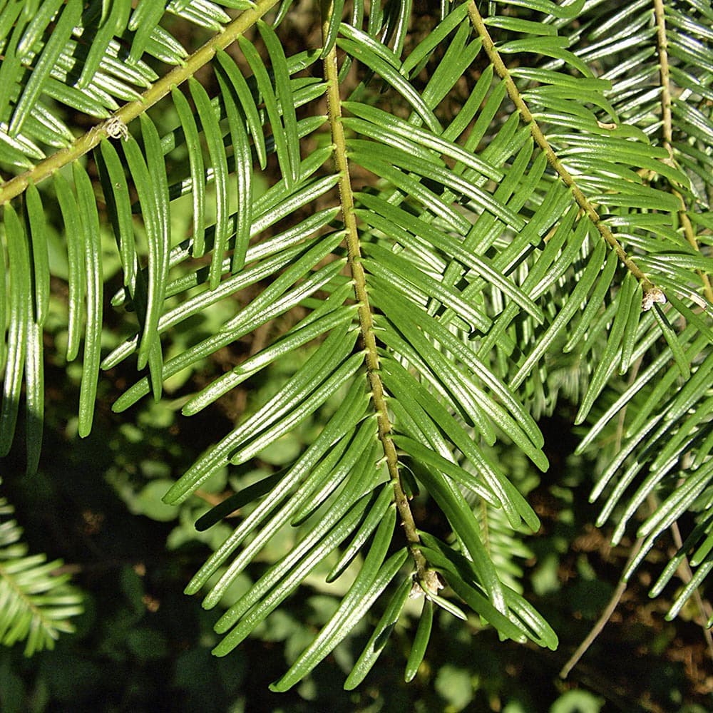 Große Küsten-Tanne