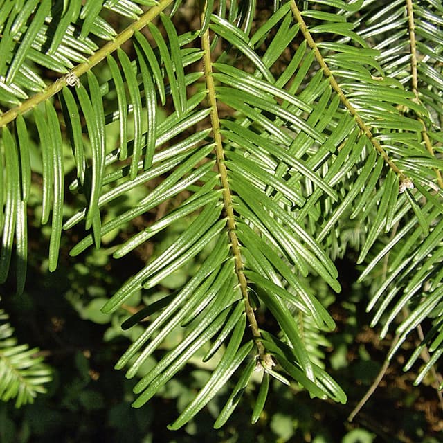 Große Küsten-Tanne