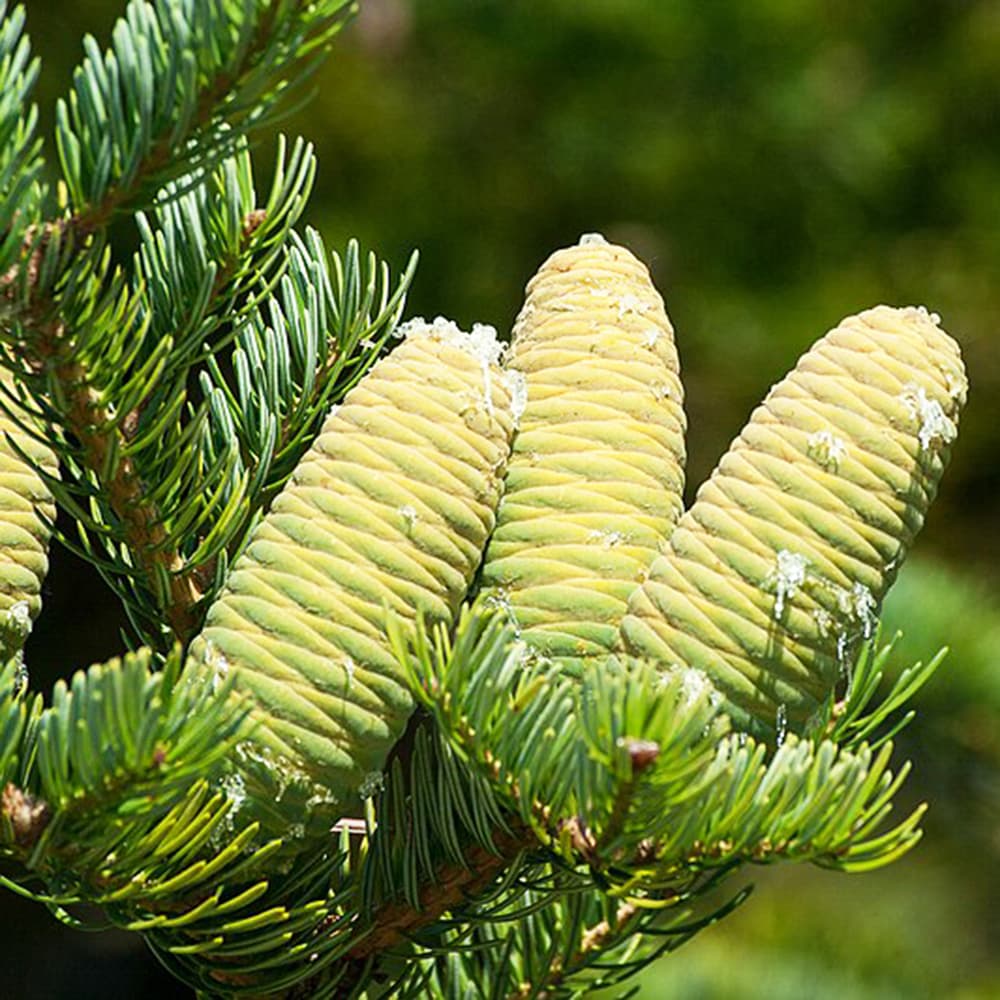 Mandschurische Tanne