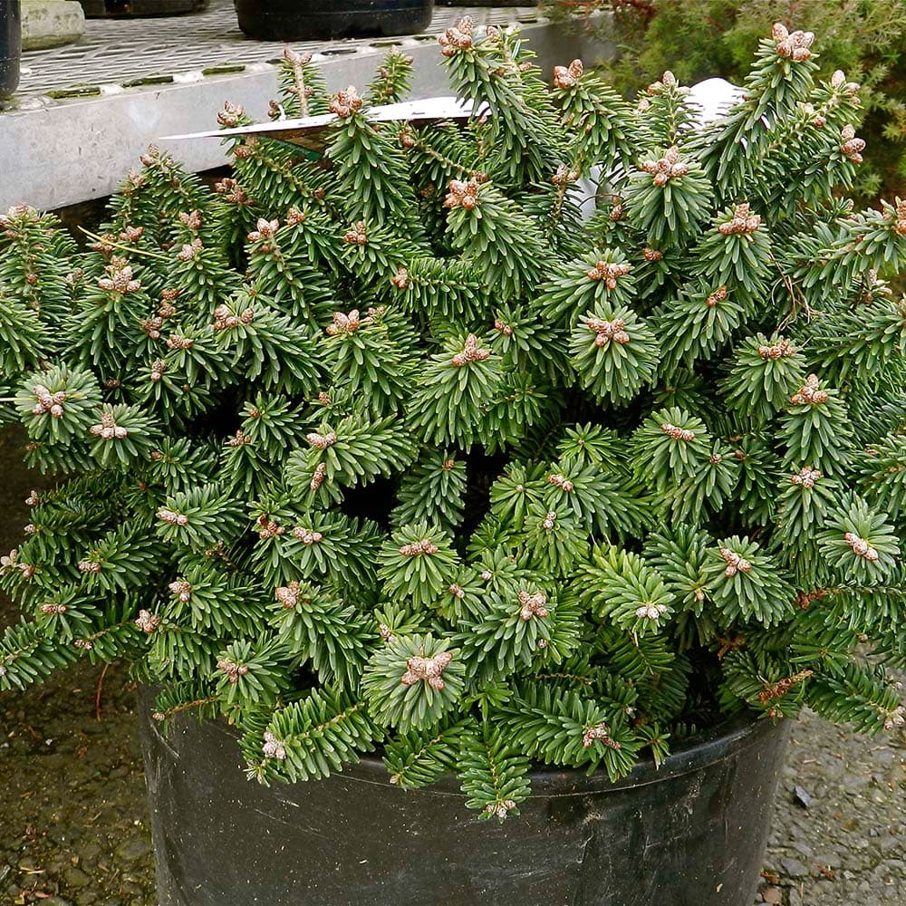 Zwerg-Balsamtanne 'Piccolo'