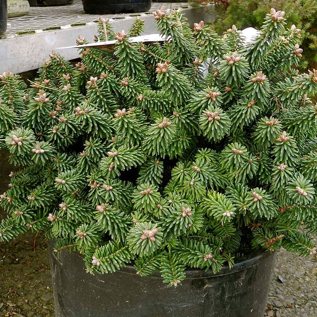 Zwerg-Balsamtanne 'Piccolo'