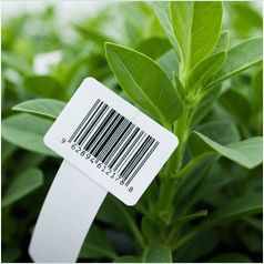 Pflanze mit Barcode-Etikett